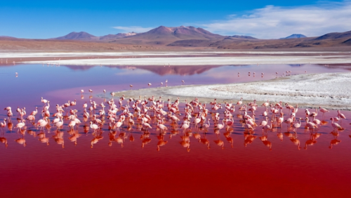 赤く染まった湖、湖面に映るフラミンゴの群れと青空。人物なし。