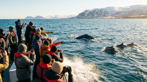 アイスランドの北大西洋でホエールウォッチングに参加する観光客、小型ボートからクジラやイルカを観察する様子
