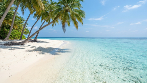 ヤシの木が並ぶモルディブの白砂ビーチ。透明度の高い海が広がる南国の景色