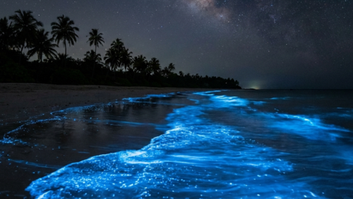 夜のモルディブのビーチで、波打ち際が青白く光る夜光虫（ビオルミネセンス）の幻想的な光景