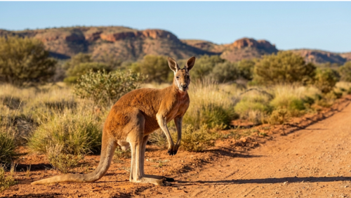 オーストラリア中央部の赤砂漠の道端で、カンガルーがはっきりと見える様子