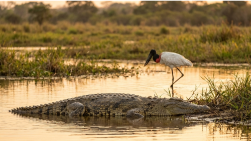 湿地の水辺でワニがじっと動かずに休み、その少し離れた浅瀬でジャビルーが餌を探して歩いている野生動物の風景。