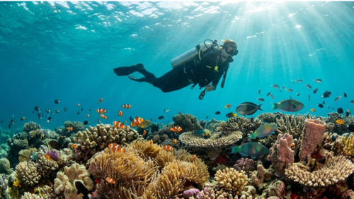 グレートバリアリーフの透明な海の中で、カラフルなサンゴ礁と熱帯魚に囲まれながらダイビングを楽しむダイバーの姿