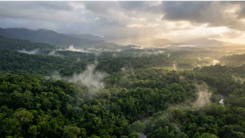 雨季に最も緑が美しくなったデインツリー熱帯雨林を上空から見た、深い緑が広がる壮大な景色