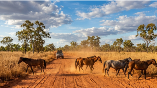 ケープヨーク半島の赤土の道で野生の馬に遭遇するアウトバックの風景