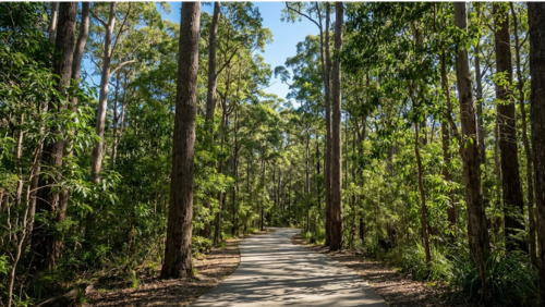 ヌーサ国立公園の森林トレイル。舗装された歩きやすい道とユーカリの木々に囲まれた、静かで心地よい森林浴の風景