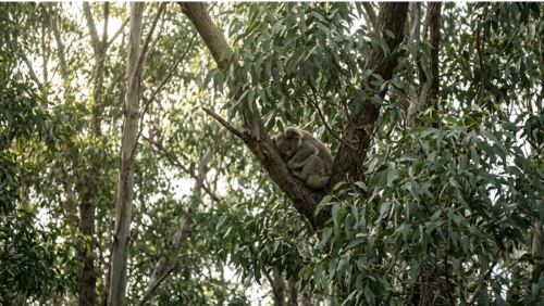 ヌーサ国立公園のユーカリの木の上で眠るコアラの風景。葉に隠れるように高い場所で休む野生のコアラ