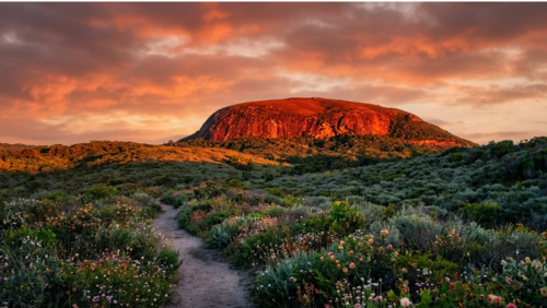 ハケア・ウォークの風景。ワイルドフラワーが咲く低木林の先に、マウント・クールムの姿を望む開放的な景色