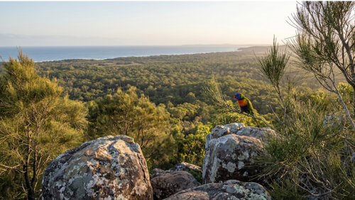 エミューマウンテンの岩場とシーオークの木々に囲まれた風景。レインボーロリキートがとまる自然豊かな景色