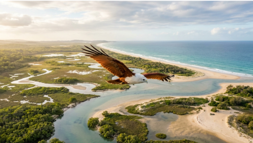 ペレジアンの湿地の上を旋回するブラフミニー・カイトの風景