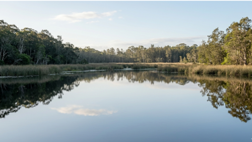 レイク・ウェイバの風景。静かな水面に空と木々が映る、穏やかな湿地の景色