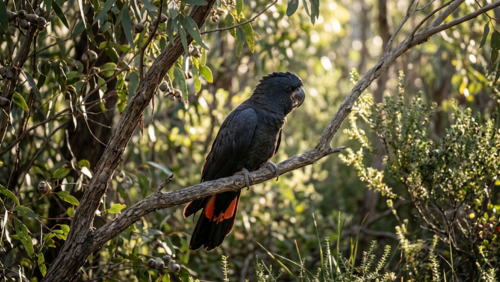 ユーカリの木にとまるグロッシー・ブラック・コカトゥーの風景